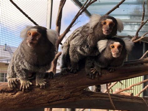 Common Marmoset | Mansfield Zoo