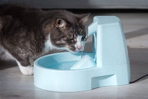 10 Best Cat Water Fountains of 2022 Cats Fountains