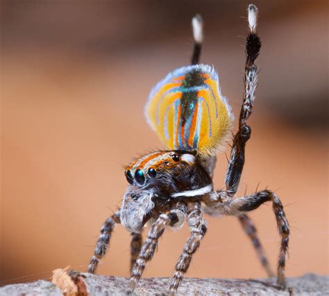 _MG_3535 peacock spider Maratus volans - a photo on Flickriver