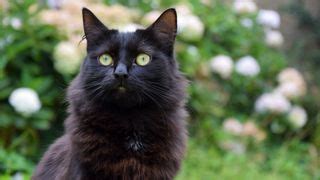 When is National Black Cat Day 2024? All you need to know | PetsRadar