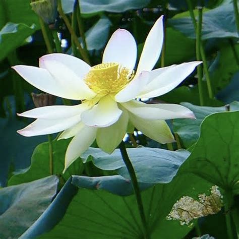 Hoa Sen - Lotus Flower | MetascentVietNam