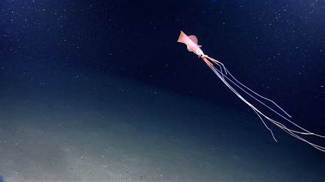 Take a look at the deepest known squid, just found - Big Think