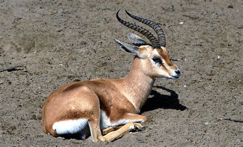 Gacela dorcas sahariana | Zoo Barcelona