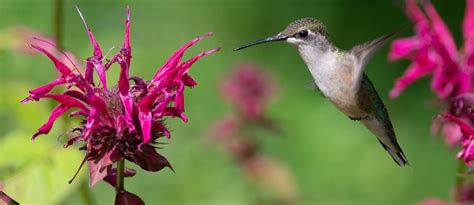 Bee Balm 101: HOW & WHY You Should Grow This Native Plant! - Bird ...