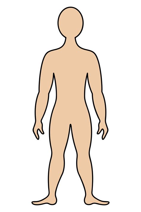 The human body. Color vector illustration. Muscular man in full growth ...