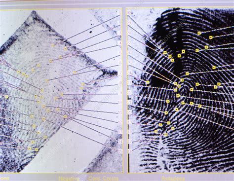 Fingerprint analysis - Stock Image - H200/0137 - Science Photo Library