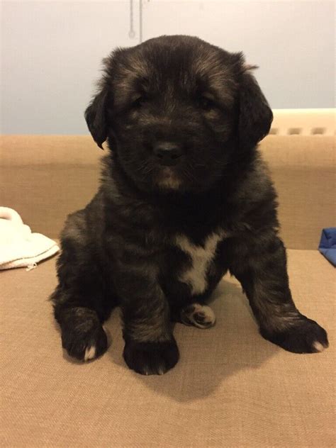 Romanian Carpathian Shepherd Puppies for Sale | in Camberley, Surrey | Gumtree