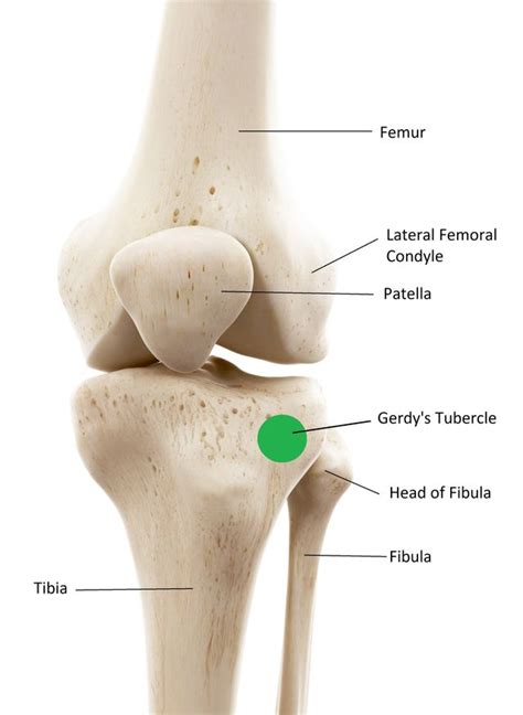 Lateral Epicondyle Femur