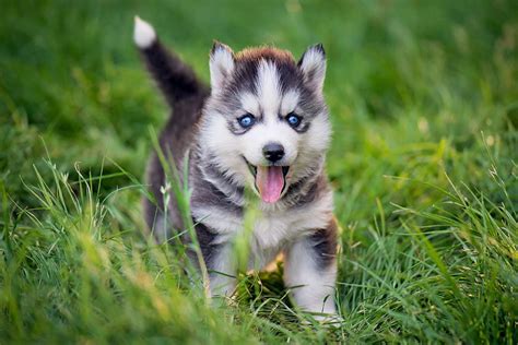 Siberian Husky Dog Breed Information & Characteristics | Daily Paws