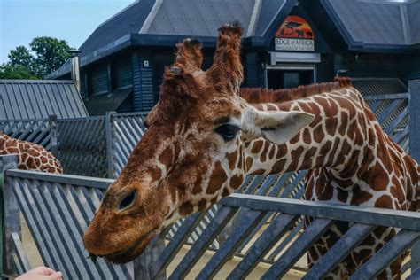 18 Best Zoos in England for a Day Out in 2024 | Day Out in England