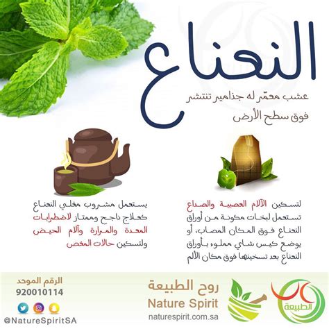 فوائد النعناع الاخضر – cooknays.com