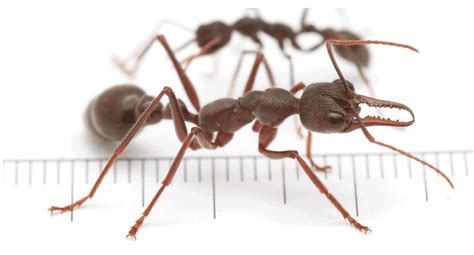 Bull Ants Bites And How To Prevent Them - Pest Aid