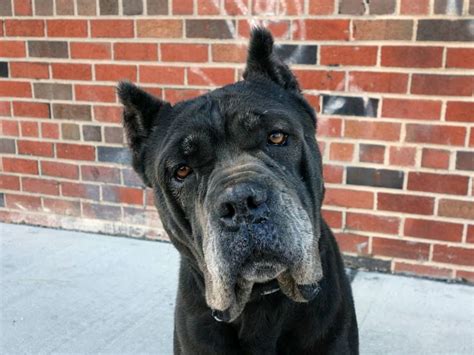 Cane Corso Rescue New York