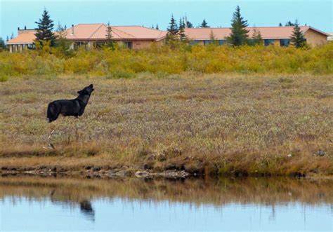 The rich wildlife of Hudson Bay - Churchill Wild Polar Bear Tours