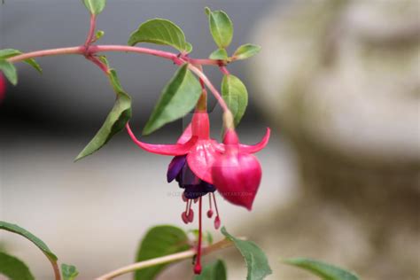 Dingle berry flower by archlgygyrl on DeviantArt