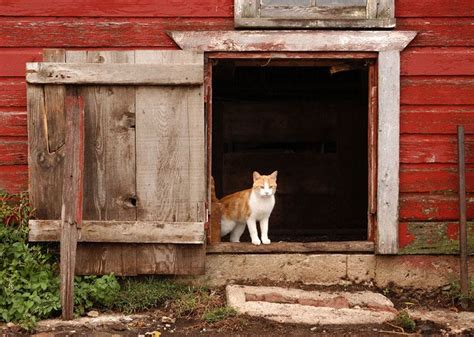 Barn Cat Program - PAWS FOR THE CAUSE FERAL CAT RESCUE