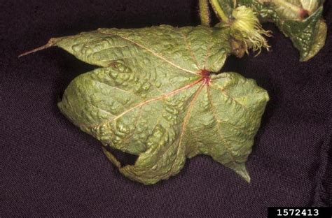 cotton leaf curl virus (CLCuV) (Begomovirus Cotton leaf curl virus)