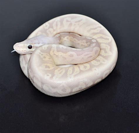 Sterling Banana Het Ghost Ball Python by Marki Reptiles Snake Breeds, All About Snakes, Ball ...