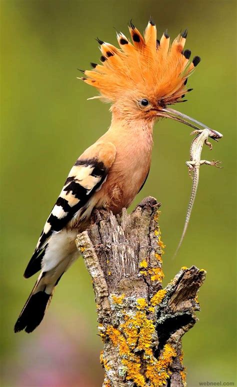 25 Most Beautiful Bird Photography examples and Tips for photographers ...