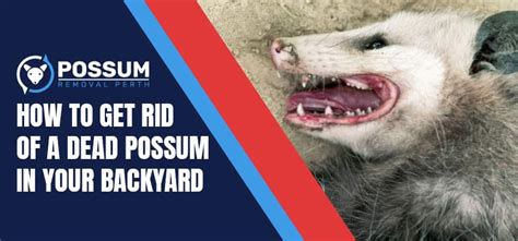 How To Get Rid Of A Dead Possum In Your Backyard? - Possum Removal Perth