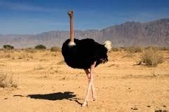 Arabian Ostrich | Animals Wiki | Fandom