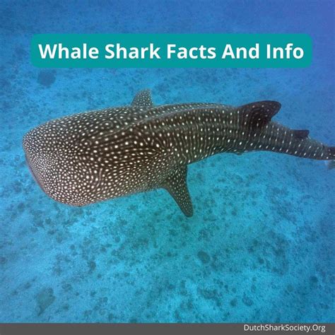 Whale Shark Facts And Info - Dutch Shark Society