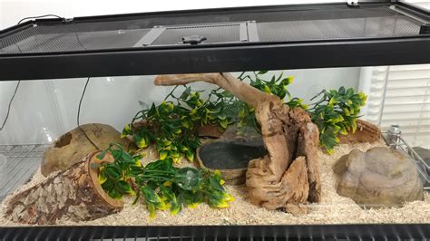 New corn snake. How's my setup? : cornsnakes