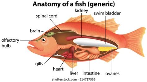 Heart Anatomy Fish Photos and Images | Shutterstock