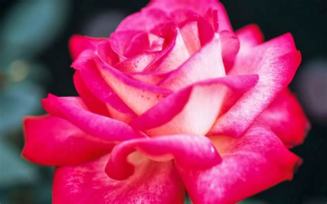 Pink Rose Wallpapers ~ Free HD Desktop Wallpapers Download