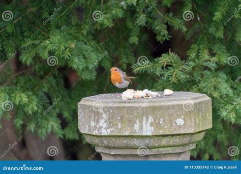 Robin Redbreast bird stock photo. Image of perched, color - 110333142