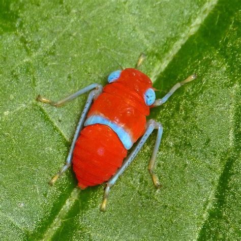 Leafhopper nymph, Cicadellidae from Ecuador | Leafhopper, Weird insects ...