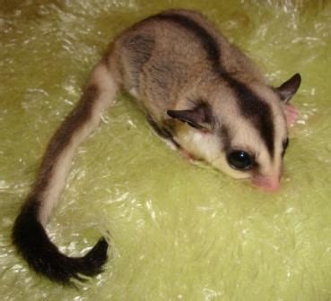 leucistic sugar gliders for sale | Leucistic Sugar Glider FOR SALE ADOPTION from Baltimore ...