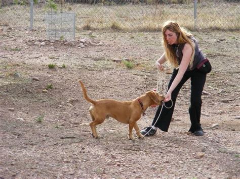 Whistle Training for Dogs - PetHelpful