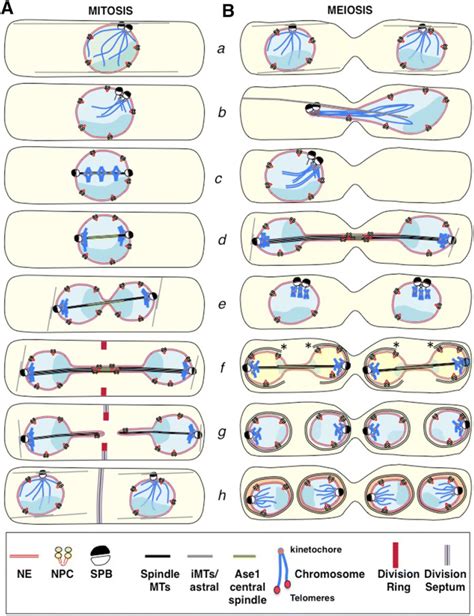 Fission yeast mitosis and meiosis. A Schematic representation of a ...