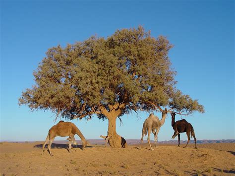 Morocco Tree Camel - Free photo on Pixabay - Pixabay