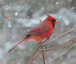 Kentucky State Bird: Cardinal - Redbird (Cardinalis cardinalis)