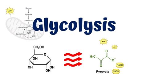 Glycolysis animation || 10 Steps of Glycolysis - YouTube