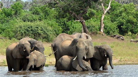 Nearly 90 Elephants Found Dead Near Botswana Sanctuary, Killed By ...