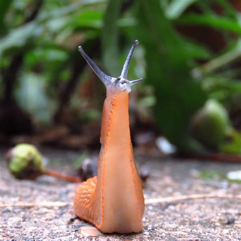 BugBlog: Slug standing up