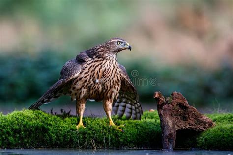 Northern goshawk juvenile stock image. Image of brabant - 162693279