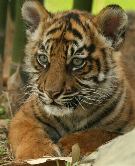 Pin by emily holvey on Tigers | Sumatran tiger, Baby tigers, Tiger pictures