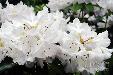 White Rhododendron Photograph by Cindy Murphy - NightVisions - Fine Art ...