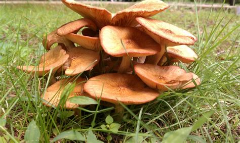 Possible ringless honey mushroom - Mushroom Hunting and Identification ...