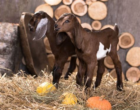 Mini Nubian Goats as Pets-Everything You Need to Know