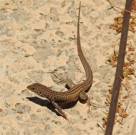 Checkered Whiptail -Cnemidophorus tesselatus- (20) | Mascotas