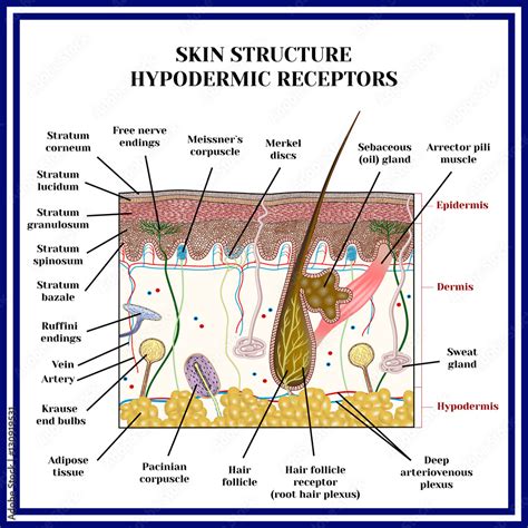 Skin structure. Hypodermic receptors (meissner corpuscle, merkel discs, pacinian corpuscle ...