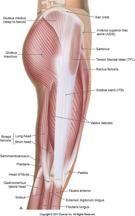 There is a Third "Deep Layer" of the Iliotibial Band (ITB)