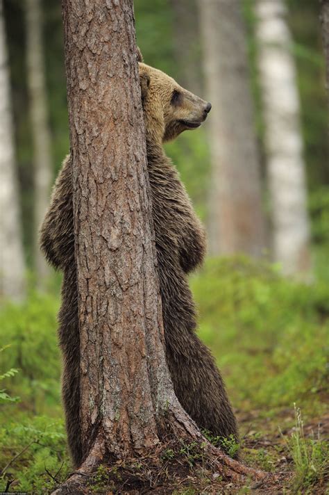 Brown Bear (hiding behind a tree) | Brown bear, Bear, Ursus