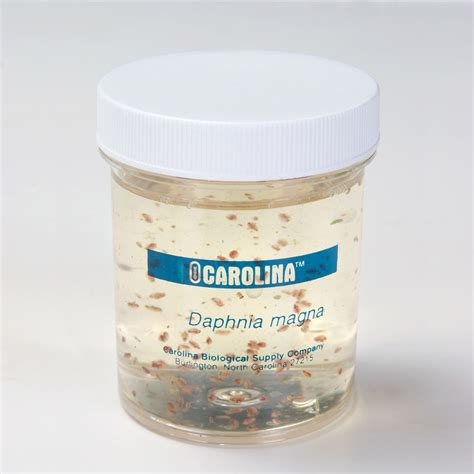 Daphnia magna Culture, Living | Carolina.com