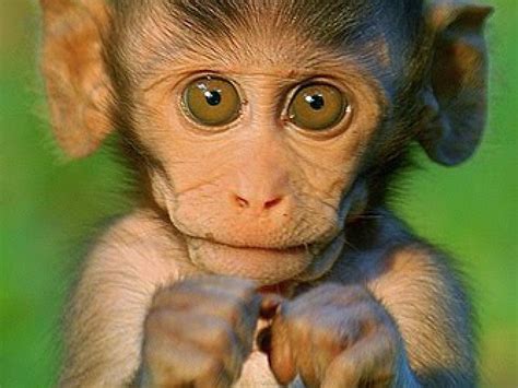 Baby Monkey Wallpapers - Wallpaper Cave